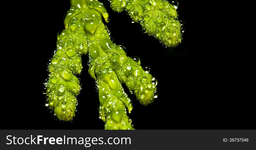 Macro of wet evergreen covered with water droplets