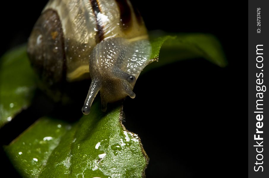 Wet Snail On Green Leaf