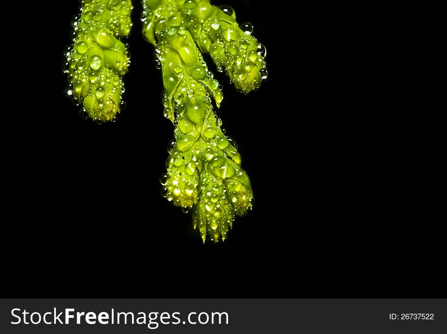 Macro of wet evergreen covered with water droplets