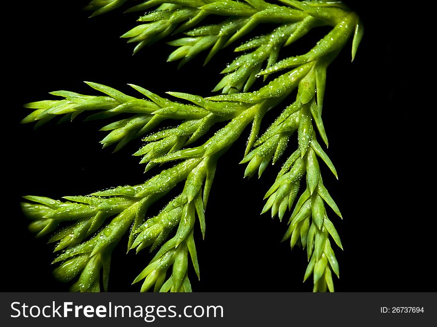 Extreme close-up of evergreen thuja. Extreme close-up of evergreen thuja.