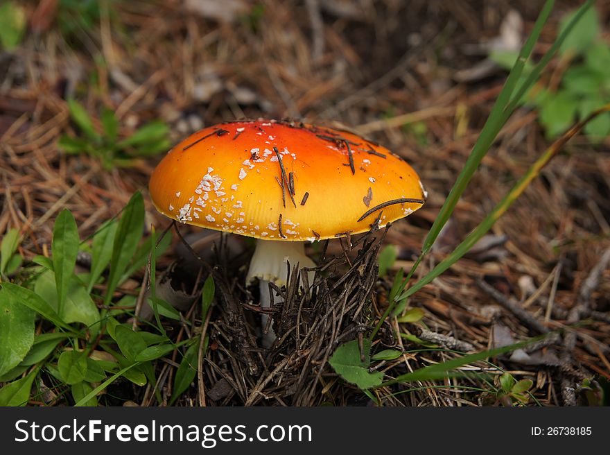 Amanita muscaria. dangerous poisonous mushroom.