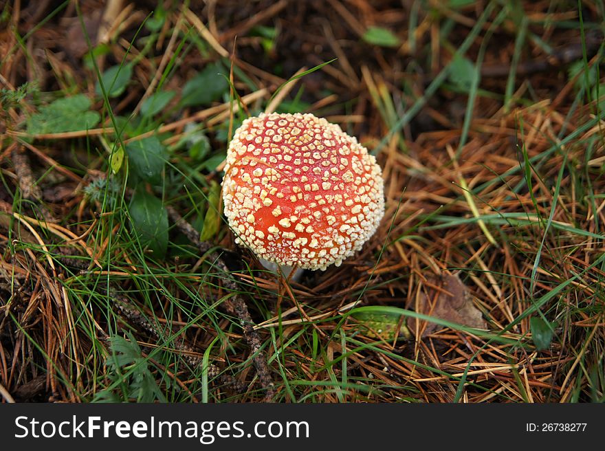 Amanita muscaria.