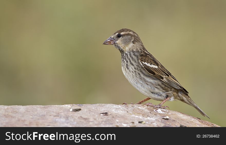 Spanish sparrow perching on the rock piece