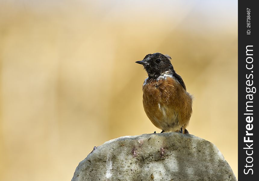 Stonechat is perching on the rock piece