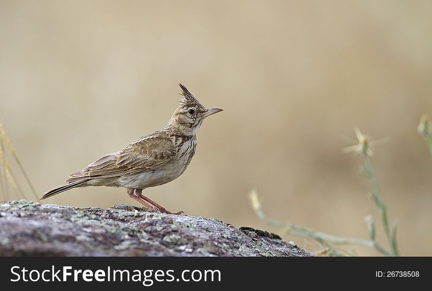Crested lark is perching on piece of rock. Crested lark is perching on piece of rock