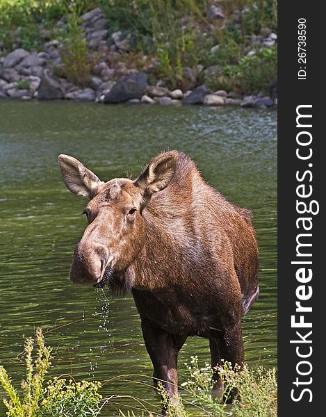 Female Moose standing in water. Female Moose standing in water