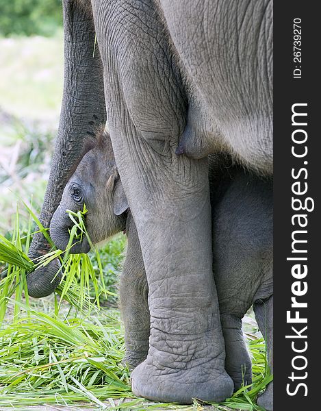 Baby elephant side by side with its mother