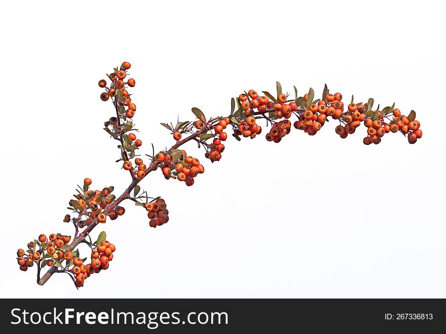 Berries On A Firethorn & X28 Pyracantha Sp.& X29  Tree Branch In Winter