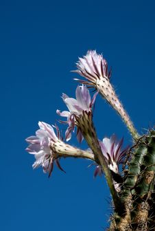 Cactus Flower Stock Image