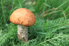 Beautiful Mushroom In Green Grass Stock Images