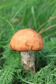 Beautiful Mushroom In Green Grass Royalty Free Stock Photography Beautiful Mushroom In Green Grass Royalty Free Stock Photography