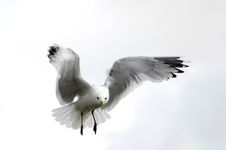 Gull In Sky Royalty Free Stock Image