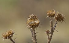 Free Thistle Royalty Free Stock Image - 26742356
