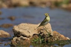Willow Warbler Stock Image Willow Warbler Stock Image