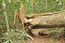 Broken Tree In Tropical Forest Royalty Free Stock Photo Broken Tree In Tropical Forest Royalty Free Stock Photo