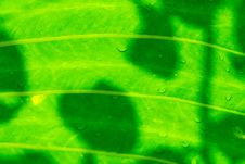 Leaf And Shadow Royalty Free Stock Photos Leaf And Shadow Royalty Free Stock Photos