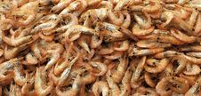 Boiled Shrimps Stock Photo Boiled Shrimps Stock Photo