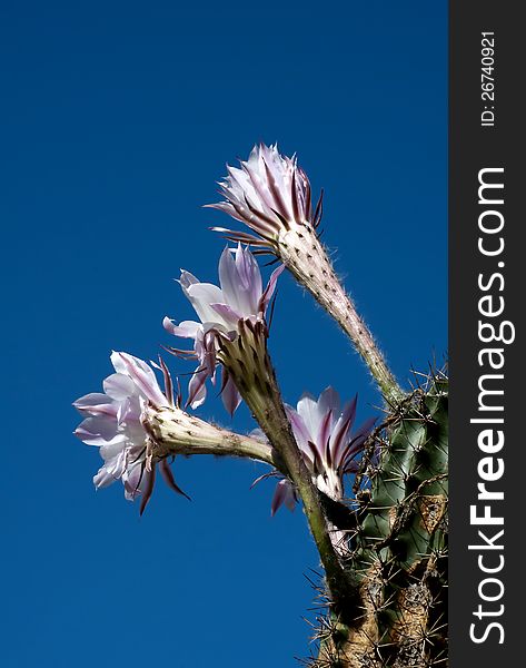 Cactus flower opposite blue sky