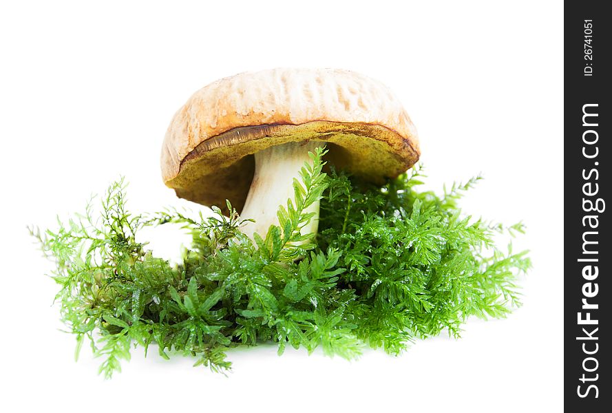 Forest mushroom with moss on a white background