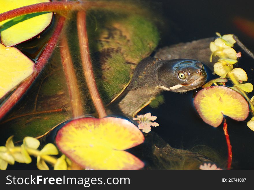 A Mossy Covered Shell Turtle Pops Out of Duck Pond