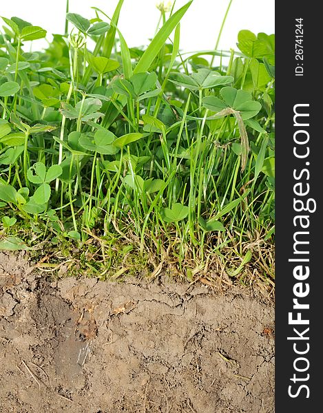 A cross section of soil with green plants and roots