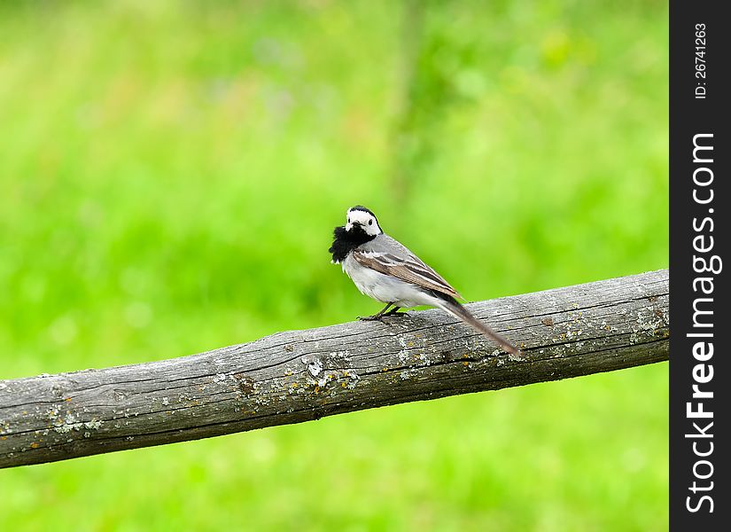 Little White Wagtail Bird Sitting on Perch