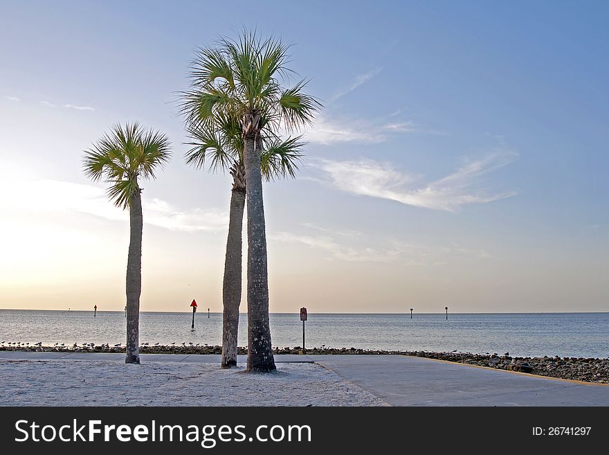 Palm trees on the beach at dusk