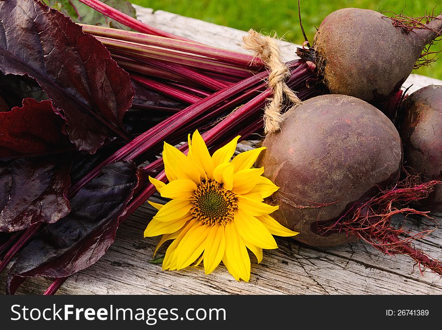One bunch of fresh beetroots in close up on wooden bench, organically grown. One bunch of fresh beetroots in close up on wooden bench, organically grown