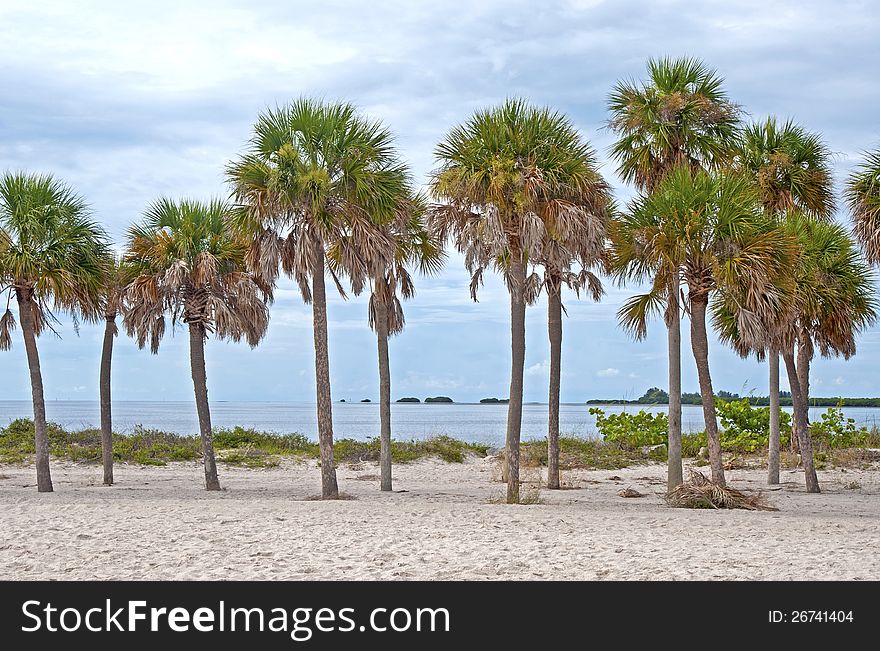 Palm trees at Howard Beach Florida on an overcast day. Palm trees at Howard Beach Florida on an overcast day.
