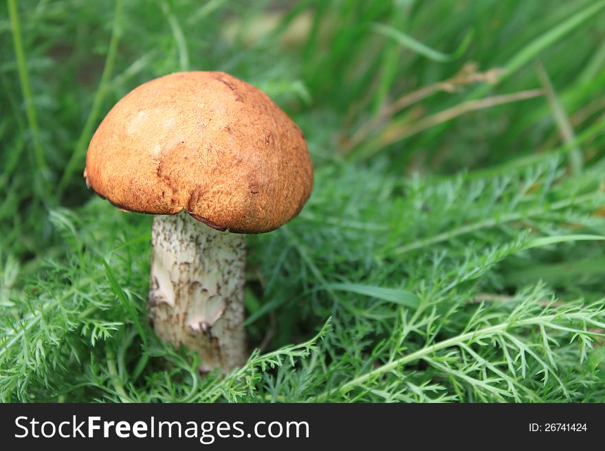 Beautiful mushroom in green grass close-up