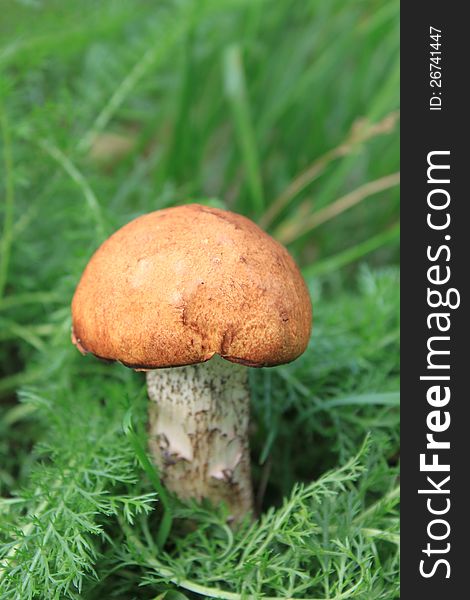 Beautiful mushroom in green grass close-up