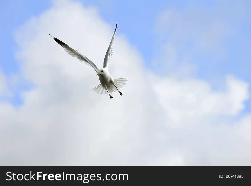 Seagull flying in the air against a blue sky. Seagull flying in the air against a blue sky