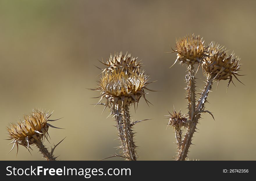 Set of thistles about to rot