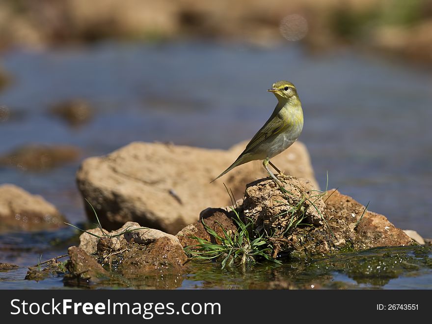 Willow warbler is perching on piece of rock