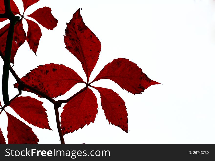 Red autumn leaves on white background