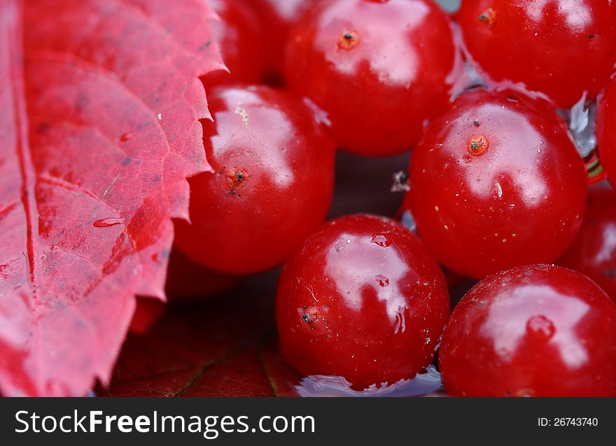 Autumn leaf and viburnum