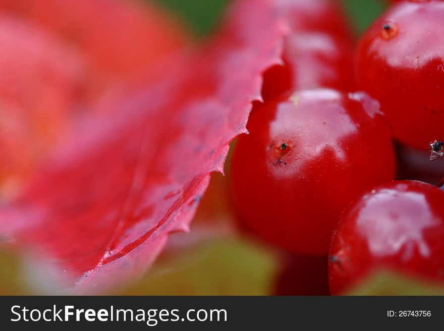 Background with autumn leaves and viburnum