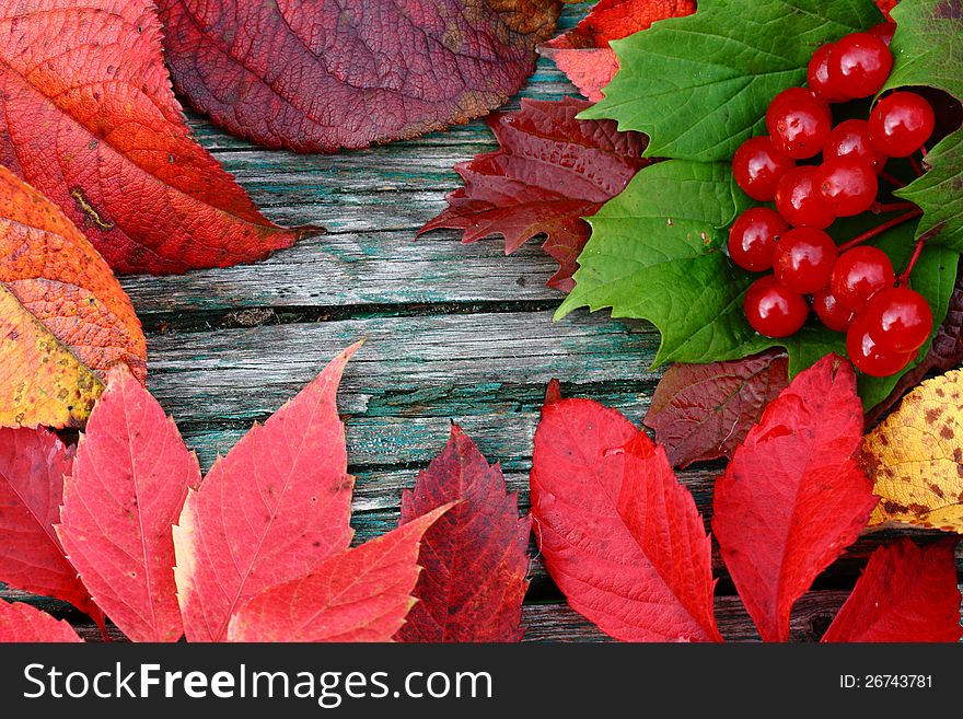 Background with autumn leaves and viburnum