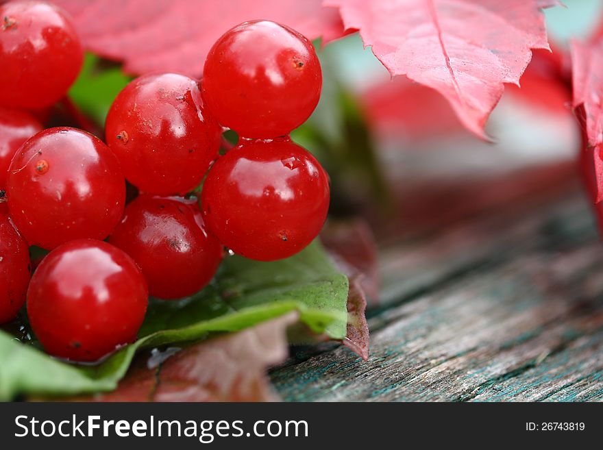 Background with autumn red leaf and viburnum. Background with autumn red leaf and viburnum