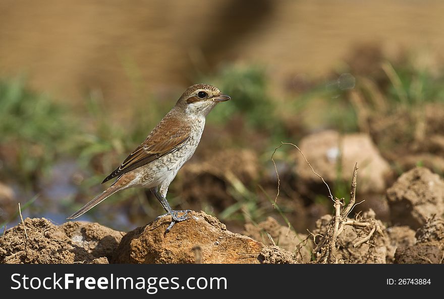 Red-backed shrike is perching on piece of rock. Red-backed shrike is perching on piece of rock