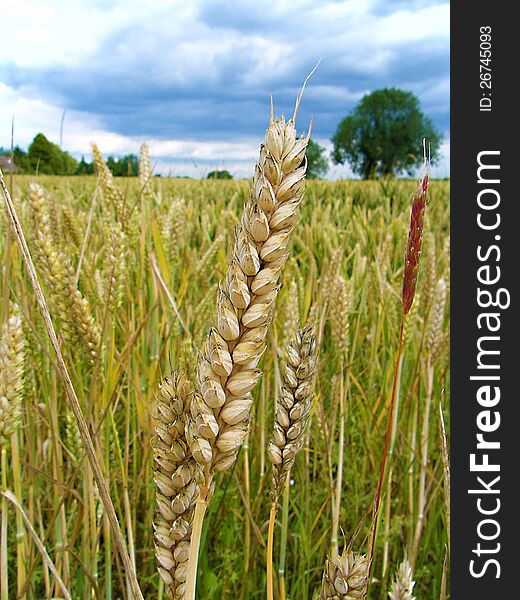 A Close up photo of wheat in the field. A Close up photo of wheat in the field.