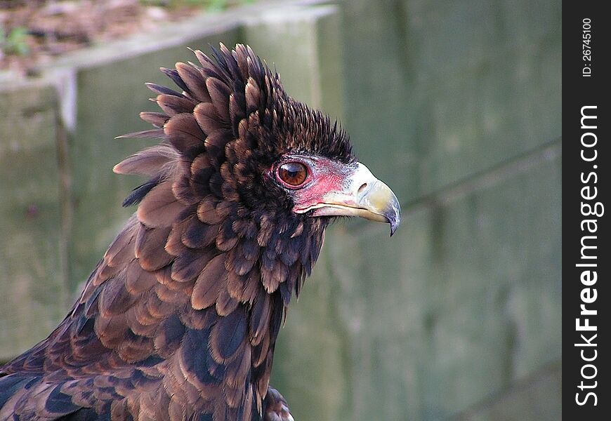 Close up picture of a Bird of Prey