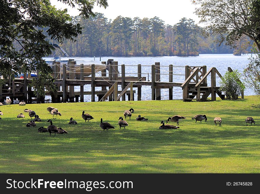 Flock of geese on lot near Pembroke Creek, Edenton, NC, USA. Flock of geese on lot near Pembroke Creek, Edenton, NC, USA