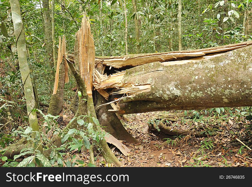 Broken tree in tropical forest, Wind effect