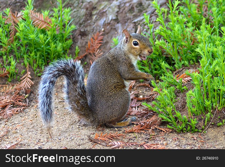 A laughing Squirrel by a tree stump.