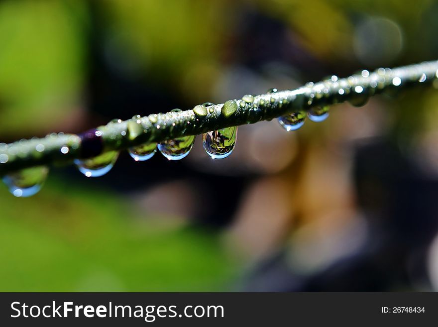 Raindrops On Bamboo Grass