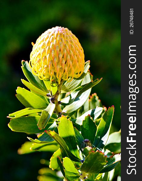 Close up of new common pincushion protea flower. Close up of new common pincushion protea flower