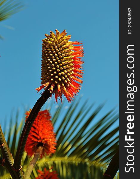 Close up of aloe vera blossom in sunlight. Close up of aloe vera blossom in sunlight