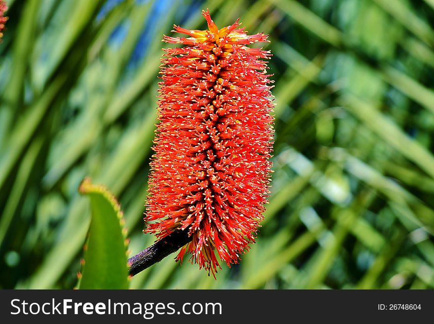 Close up of aloe vera blossom in sunlight. Close up of aloe vera blossom in sunlight