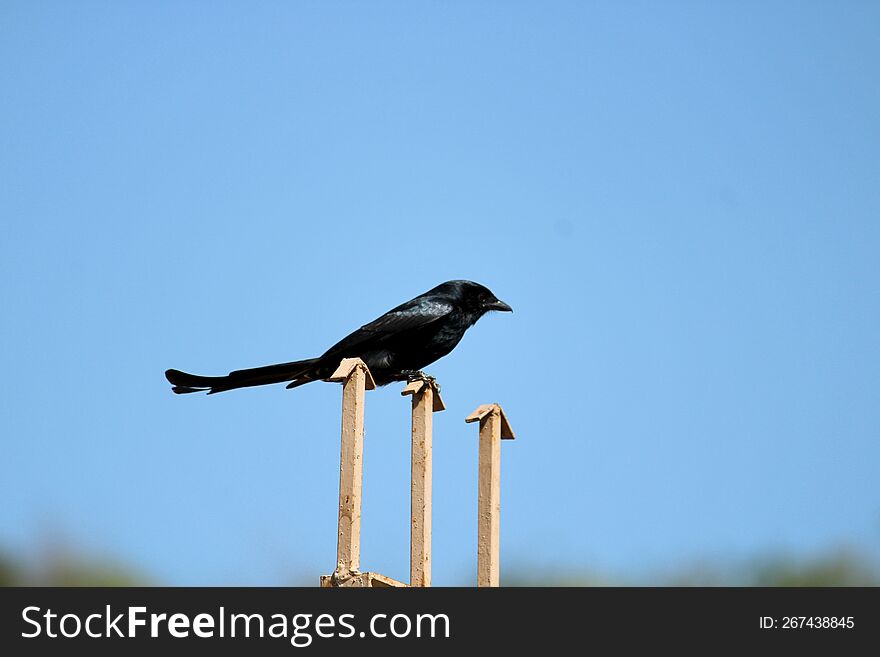 A Small Black Drongo Bird